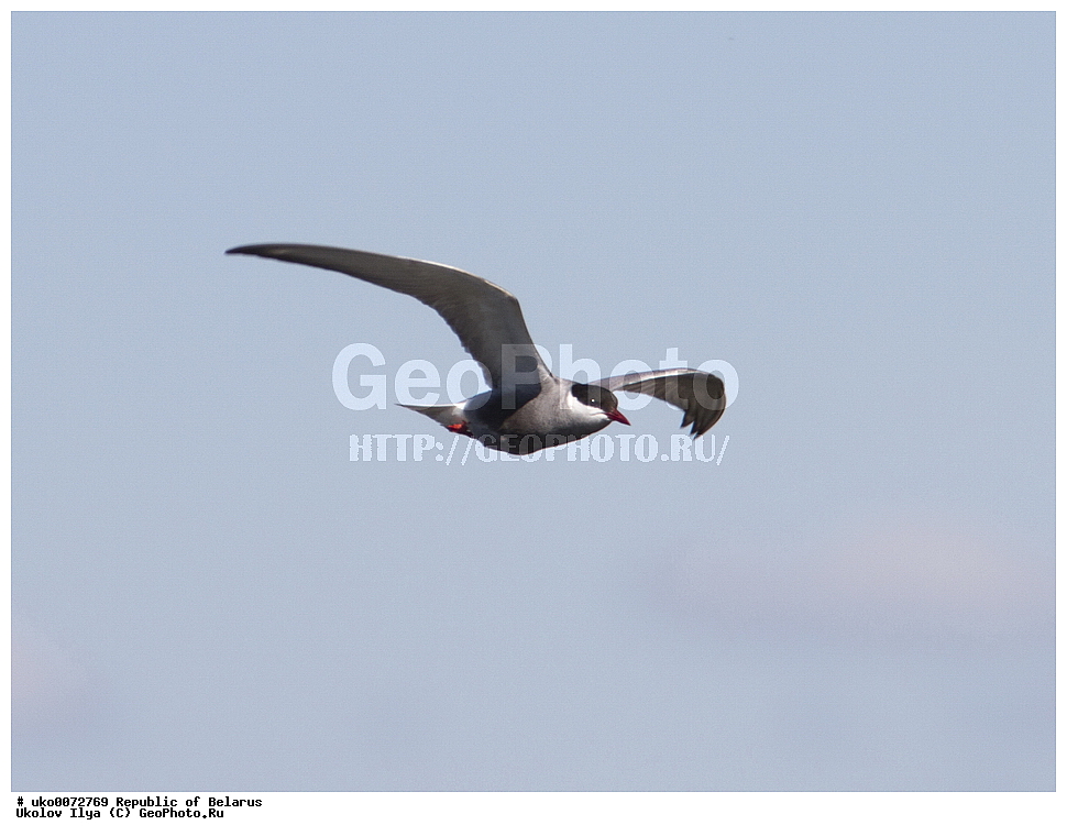 ����������, ��������, ���������� ��������, ��������, ��������, �����, �����, ��������, �����������, ������� �����, ������� �����,XYZ, ���������, Sternidae, ��������� �������� ������, ��������� ������, ��������� ������, ��������� �������� ������, ������ ������, Chlidonias hybrida, Chlidonias hybridus