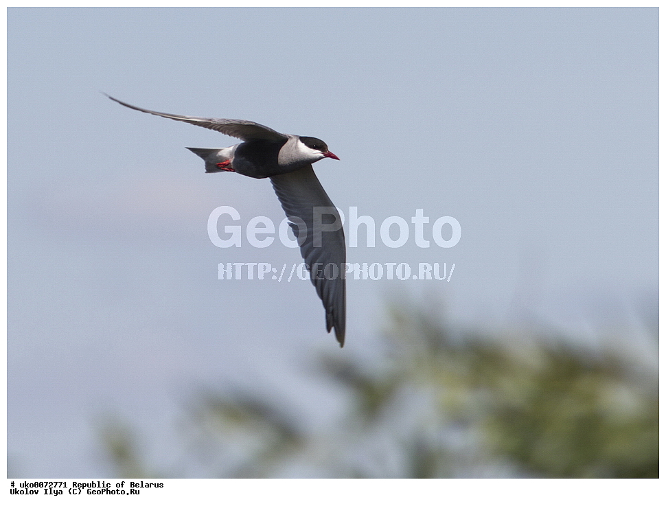 ����������, ��������, ���������� ��������, ��������, ��������, �����, �����, ��������, �����������, ������� �����, ������� �����,XYZ, ���������, Sternidae, ��������� �������� ������, ��������� ������, ��������� ������, ��������� �������� ������, ������ ������, Chlidonias hybrida, Chlidonias hybridus