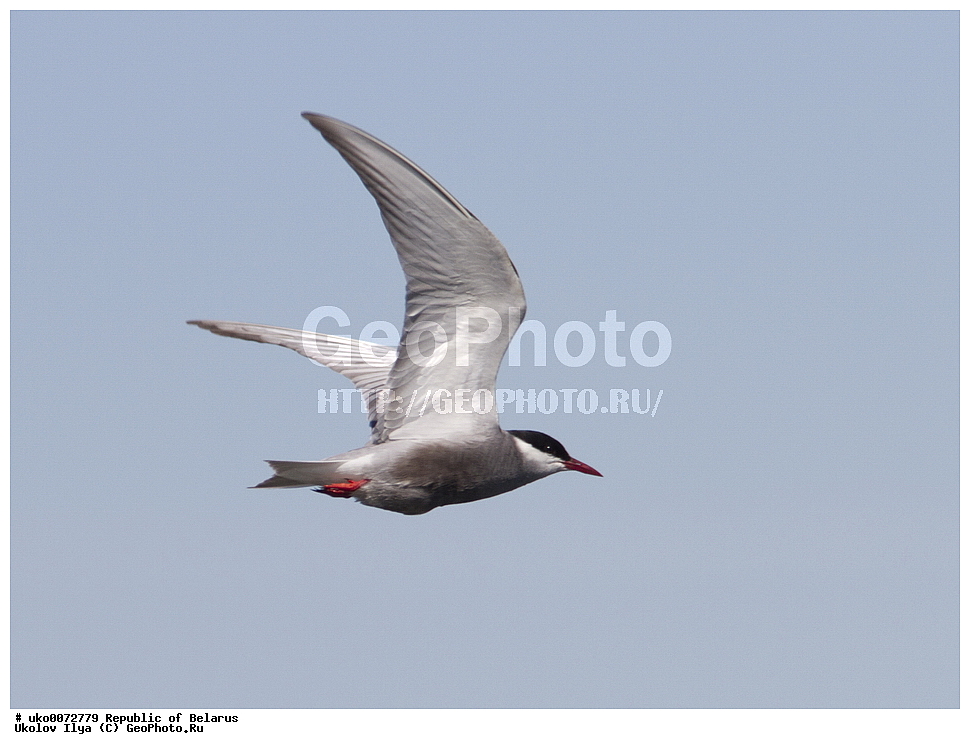 ����������, ��������, ���������� ��������, ��������, ��������, �����, �����, ��������, �����������, ������� �����, ������� �����,XYZ, ���������, Sternidae, ��������� �������� ������, ��������� ������, ��������� ������, ��������� �������� ������, ������ ������, Chlidonias hybrida, Chlidonias hybridus