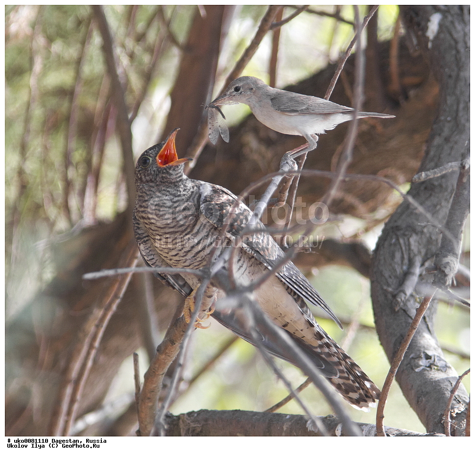 ��������, ������, ��������, ��������, �����, �����, ��������, �����������, XYZ, ���������, Sylviidae, ������� ����������, ������� ����������, Hippolais pallida, Iduna pallida, ����������, Cuculidae, ������������ �������, Cuculus canorus