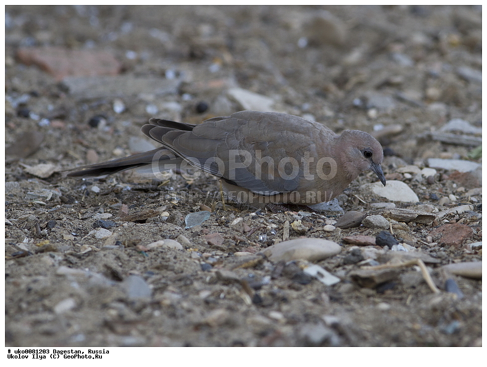 ��������, ������, ��������, ��������, �����, �����, ��������, �����������, XYZ, ���������, Columbidae, ����� �������, ���������� �������, Streptopelia senegalensis