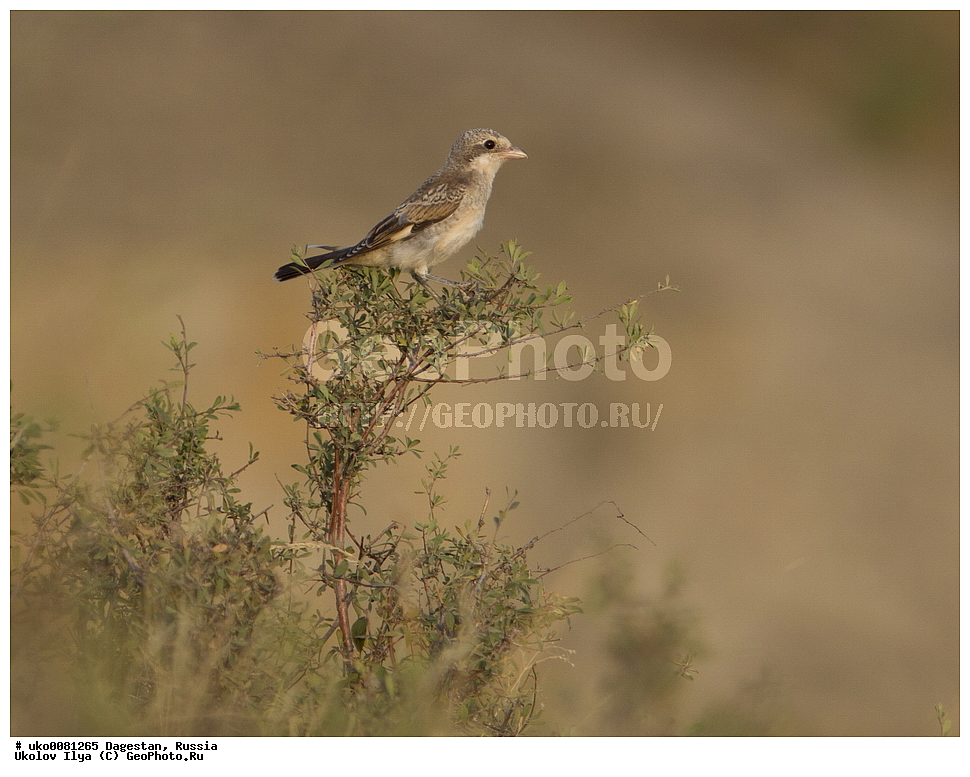 ��������, ������, ��������, ��������, �����, �����, ��������, �����������, XYZ, �������������, Laniidae, ������������� ���������, Lanius senator