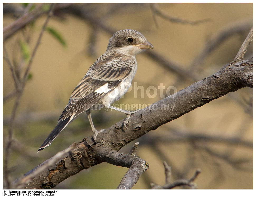 ��������, ������, ��������, ��������, �����, �����, ��������, �����������, XYZ, �������������, Laniidae, ������������� ���������, Lanius senator