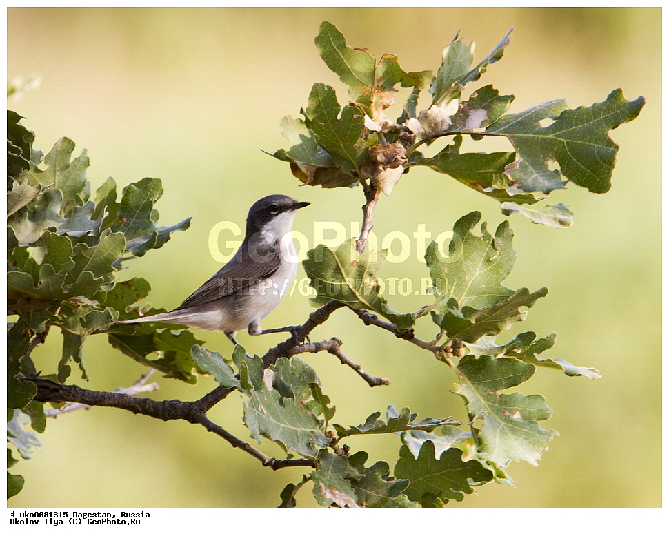 ��������, ������, ��������, ��������, �����, �����, ��������, �����������, XYZ, ���������, Sylviidae, ������-���������, ������-���������, Sylvia curruca