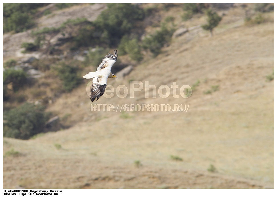 ��������, ������, ��������, ��������, �����, �����, ��������, �����������, ������ �����, ������ �����, XYZ, ����������, Accipitridae, ������������ ����������, Neophron percnopterus