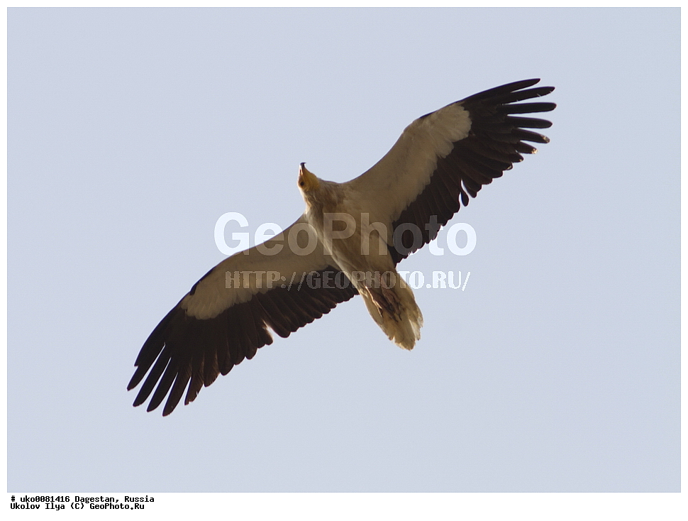 ��������, ������, ��������, ��������, �����, �����, ��������, �����������, ������ �����, ������ �����, XYZ, ����������, Accipitridae, ������������ ����������, Neophron percnopterus