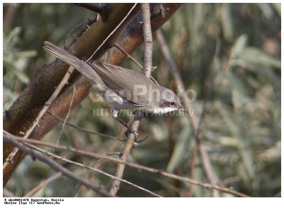 ��������, ������, ��������, ��������, �����, �����, ��������, �����������, XYZ, ���������, Sylviidae, ������-���������, ������-���������, Sylvia curruca