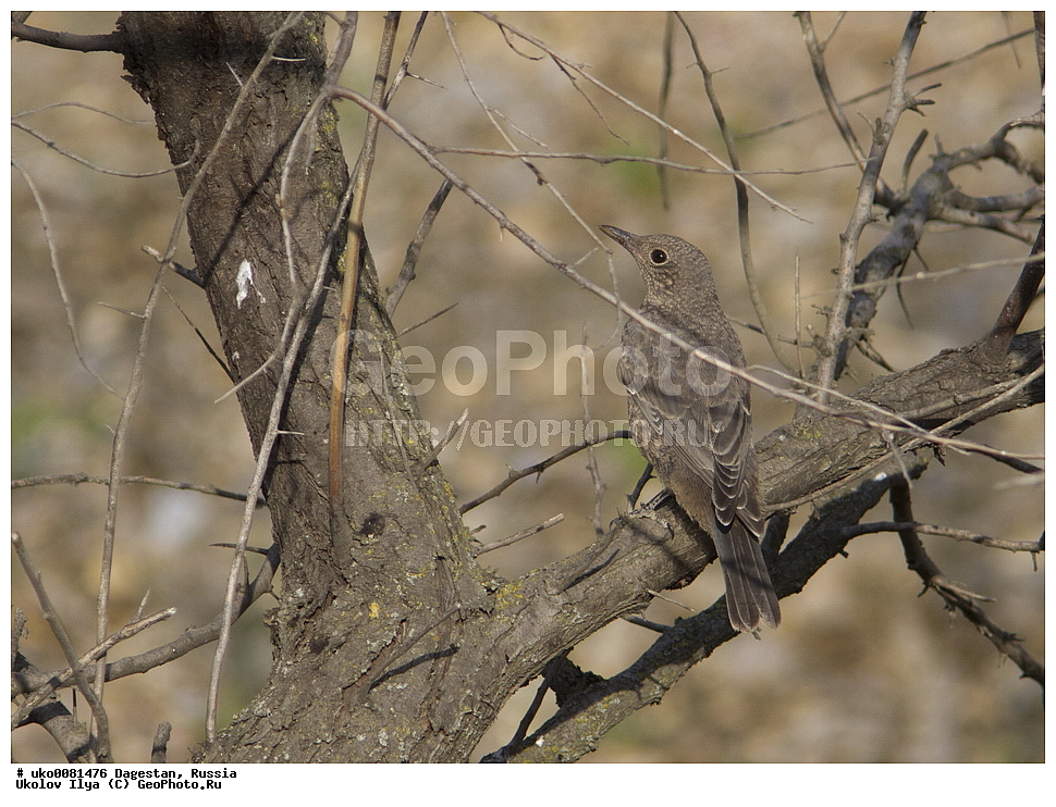 ��������, ������, ��������, ��������, �����, �����, ��������, �����������, XYZ, ������������, Muscicapidae, ����� �������� �����, Monticola solitarius