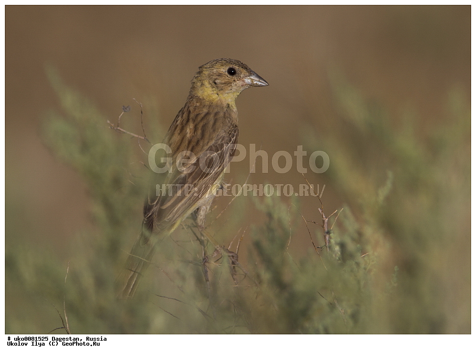 ��������, ������, ��������, ��������, �����, �����, ��������, �����������, XYZ, ����������, Emberizidae, ������������ �������, Emberiza melanocephala, Granativora melanocephala