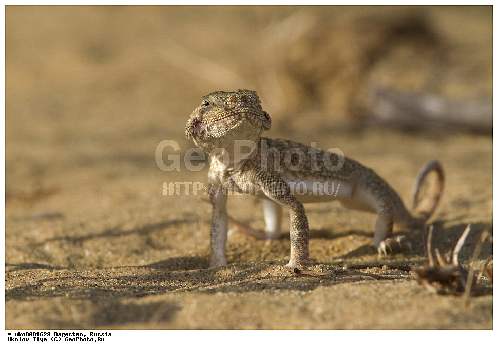 ��������, ������, ��������, ��������, ��������������, ��������������, ��������, ��������, XYZ, ��������, Agamidae, ������� �������������, Phrynocephalus mystaceus