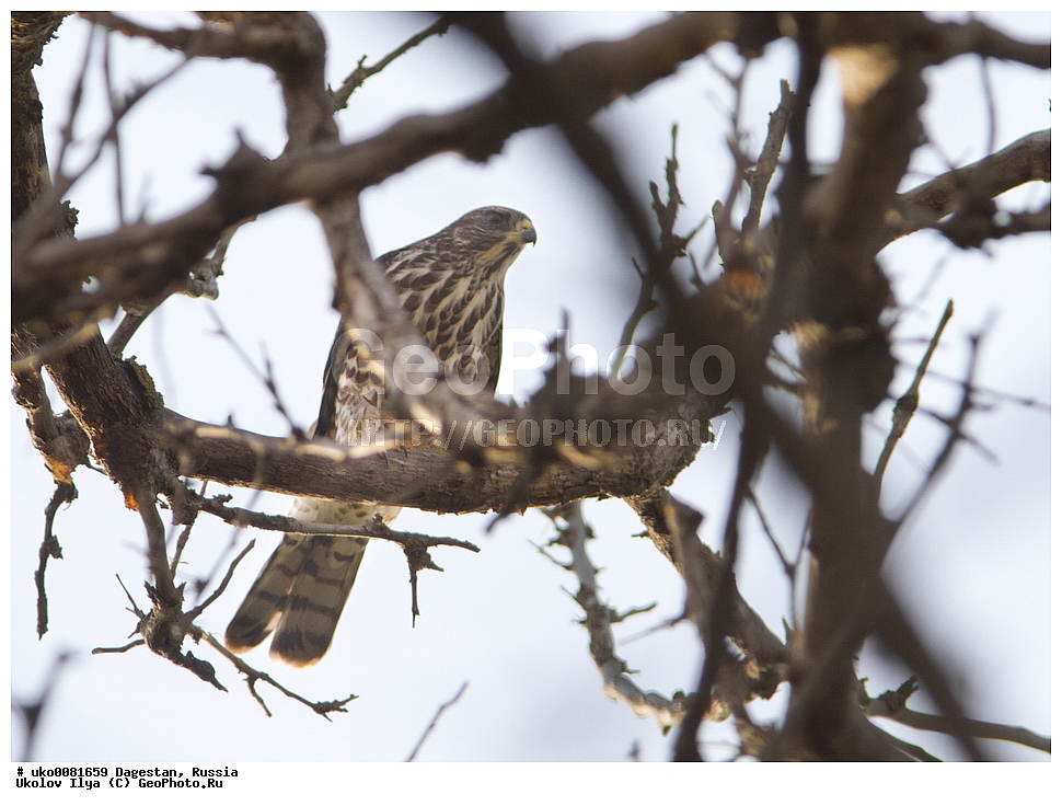 ��������, ������, ��������, ��������, �����, �����, ��������, �����������, ������ �����, ������ �����, XYZ, ����������, Accipitridae, ����������� �����, ������������ ������, Accipiter brevipes