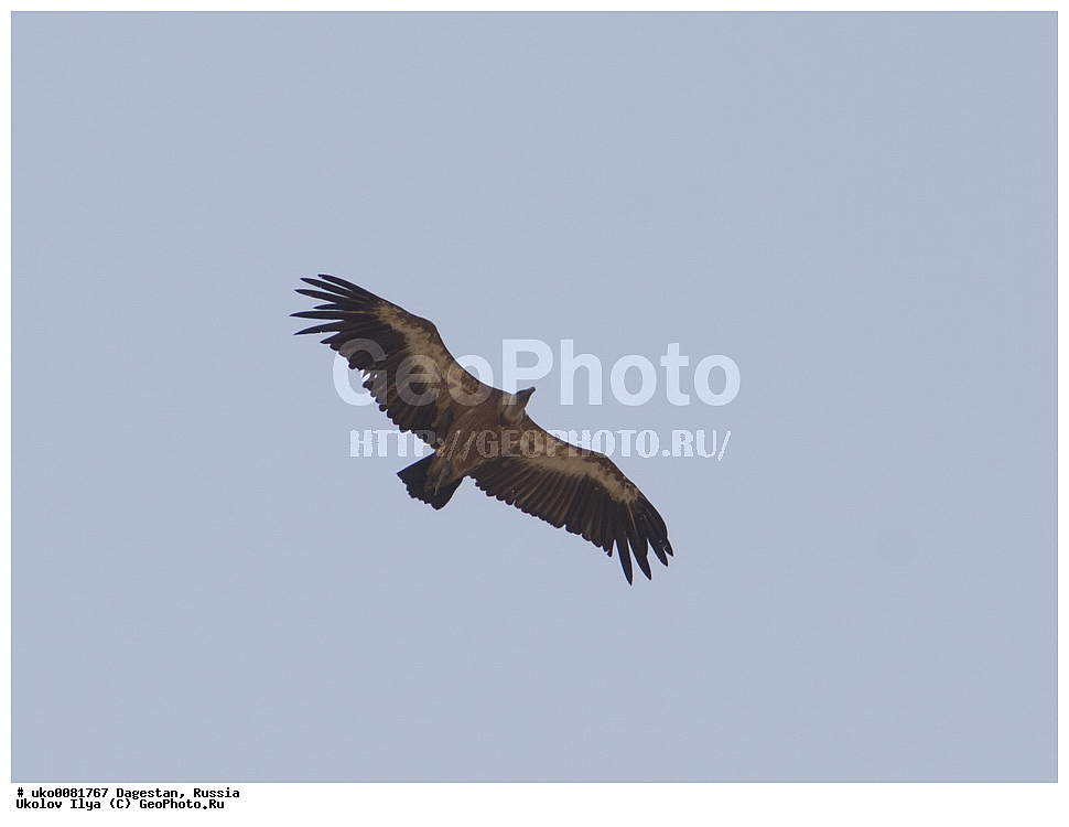 ��������, ������, ��������, ��������, �����, �����, ��������, �����������, ������ �����, ������ �����, XYZ, ����������, Accipitridae, ����������� ���, Gyps fulvus