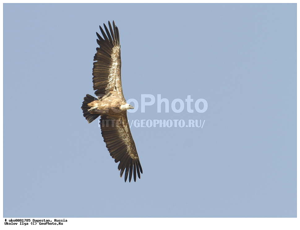 ��������, ������, ��������, ��������, �����, �����, ��������, �����������, ������ �����, ������ �����, XYZ, ����������, Accipitridae, ����������� ���, Gyps fulvus