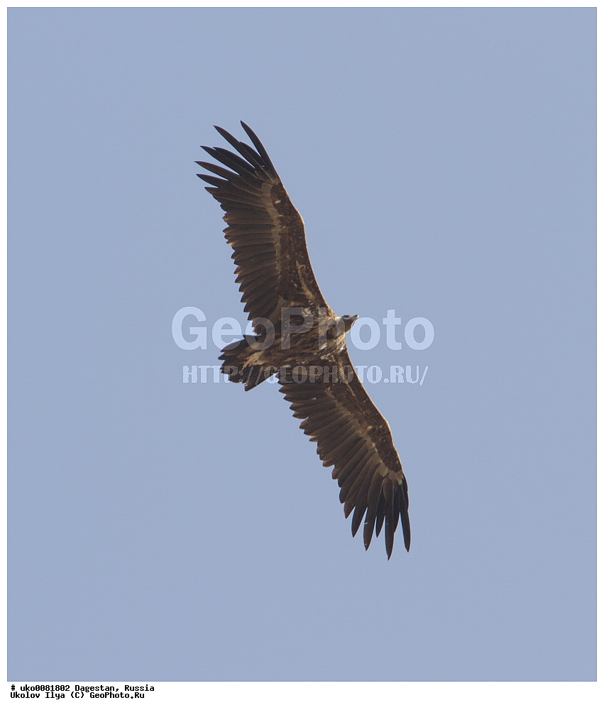 ��������, ������, ��������, ��������, �����, �����, ��������, �����������, ������ �����, ������ �����, XYZ, ����������, Accipitridae, ׸���� ����, ������ ����, ����� ����, Aegypius monachus