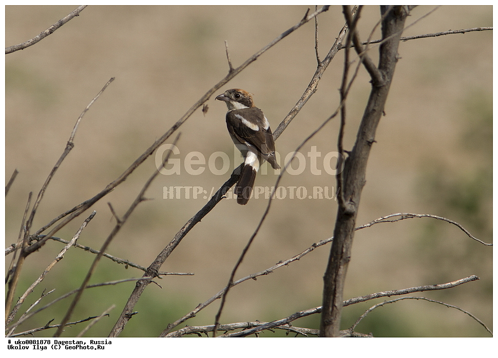 ��������, ������, ��������, ��������, �����, �����, ��������, �����������, XYZ, �������������, Laniidae, ������������� ���������, Lanius senator