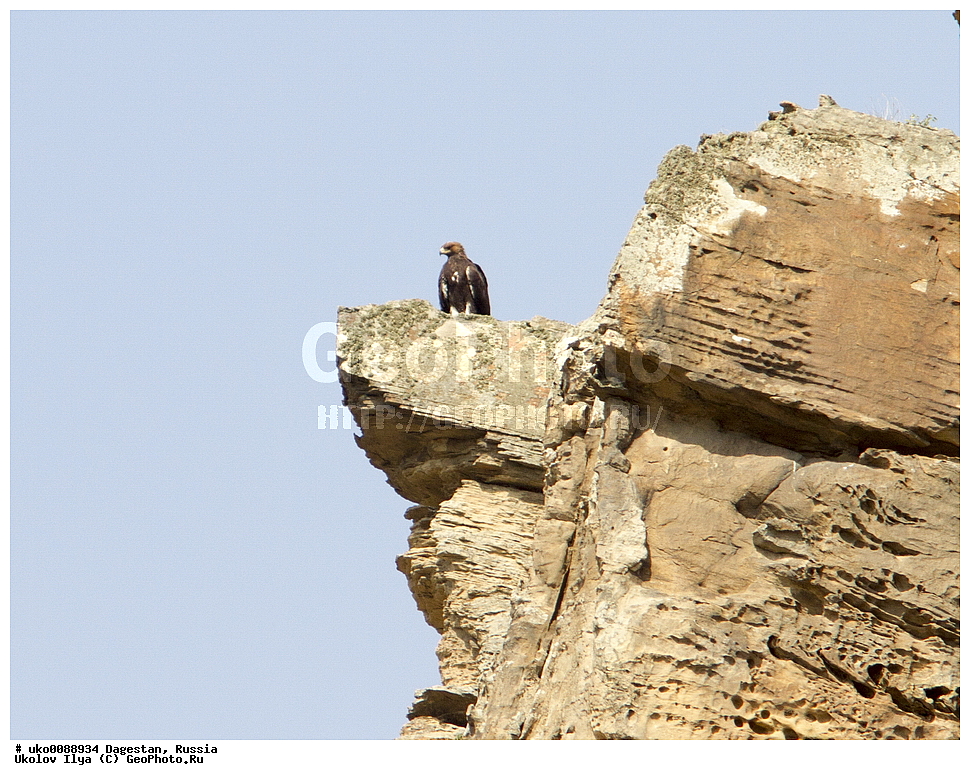 ��������, ������, ��������, ��������, �����, �����, ��������, �����������, ������ �����, ������ �����, XYZ, ����������, Accipitridae, Aquila chrysaetos, ������