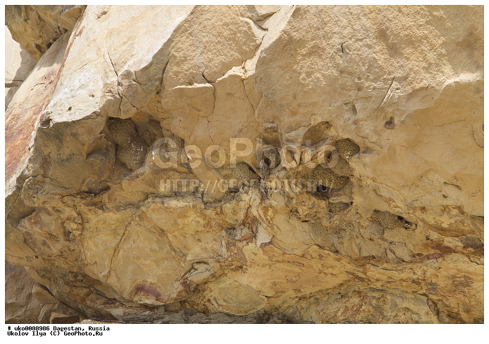 ��������, ������, ��������, ��������, �����, �����, ��������, �����������, XYZ, ����������, Passeridae, �������� �������, Petronia petronia