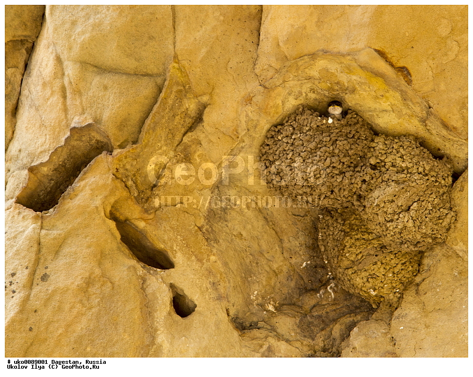 ��������, ������, ��������, ��������, �����, �����, ��������, �����������, XYZ, �����������, Hirundinidae, ��������� ��������, �������, Delichon urbicum, Delichon urbica