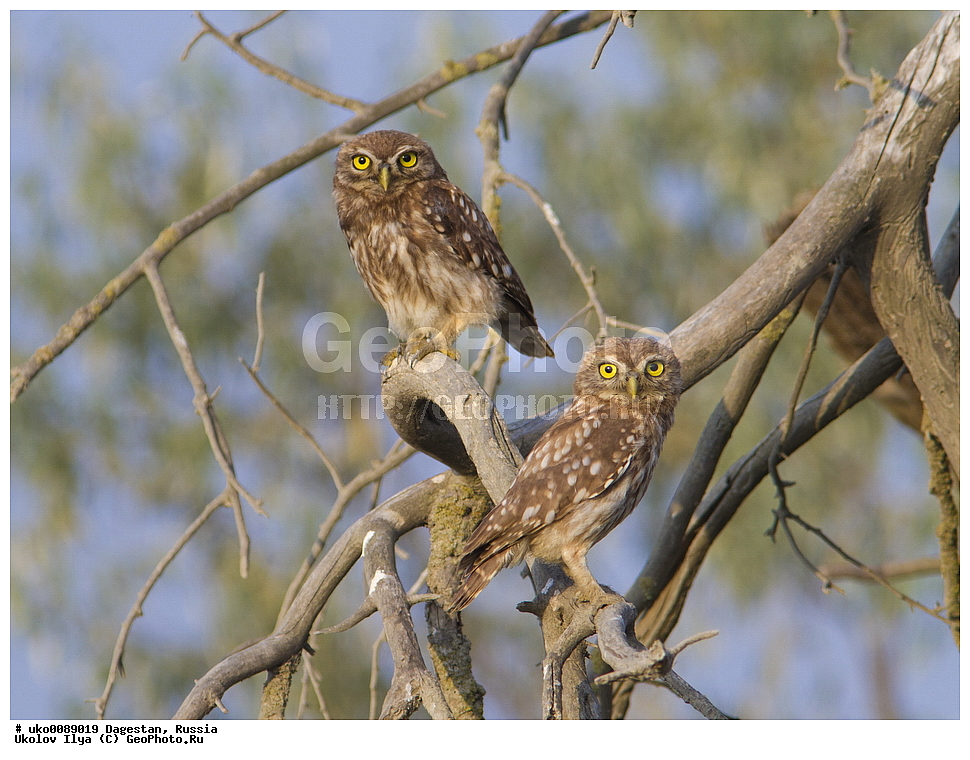 ��������, ������, ��������, ��������, �����, �����, ��������, �����������, ������ �����, ������ �����, XYZ, �������, ��������� ����, Strigidae, ������� ���, ������� �����, Athene noctua