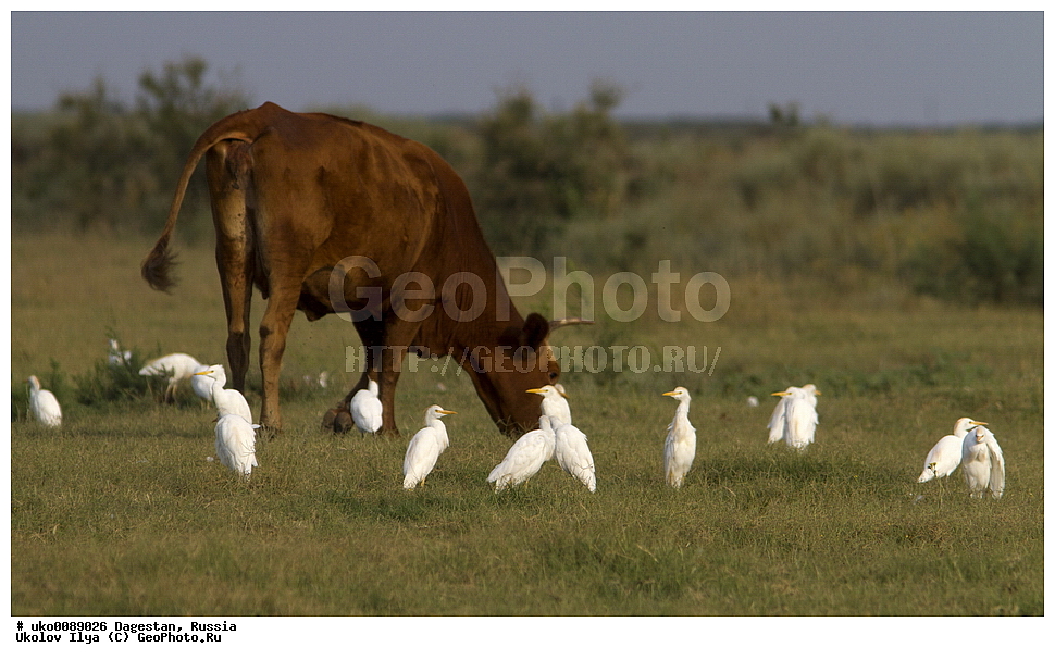 ��������, ������, ��������, ��������, �����, �����, ��������, �����������, XYZ, ��������, Ardeidae, ���������� �����, Bubulcus ibis