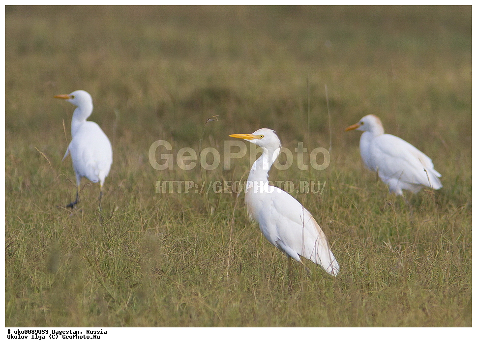 ��������, ������, ��������, ��������, �����, �����, ��������, �����������, XYZ, ��������, Ardeidae, ���������� �����, Bubulcus ibis