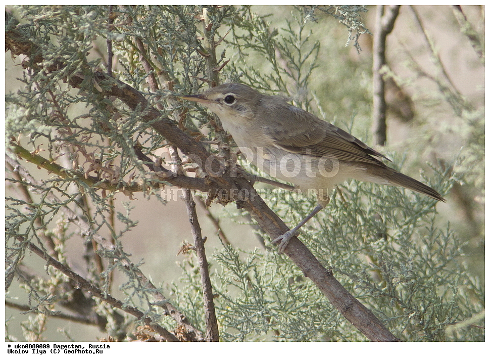 ��������, ������, ��������, ��������, �����, �����, ��������, �����������, XYZ, ���������, Sylviidae, ������� ����������, ������� ����������, Hippolais pallida, Iduna pallida