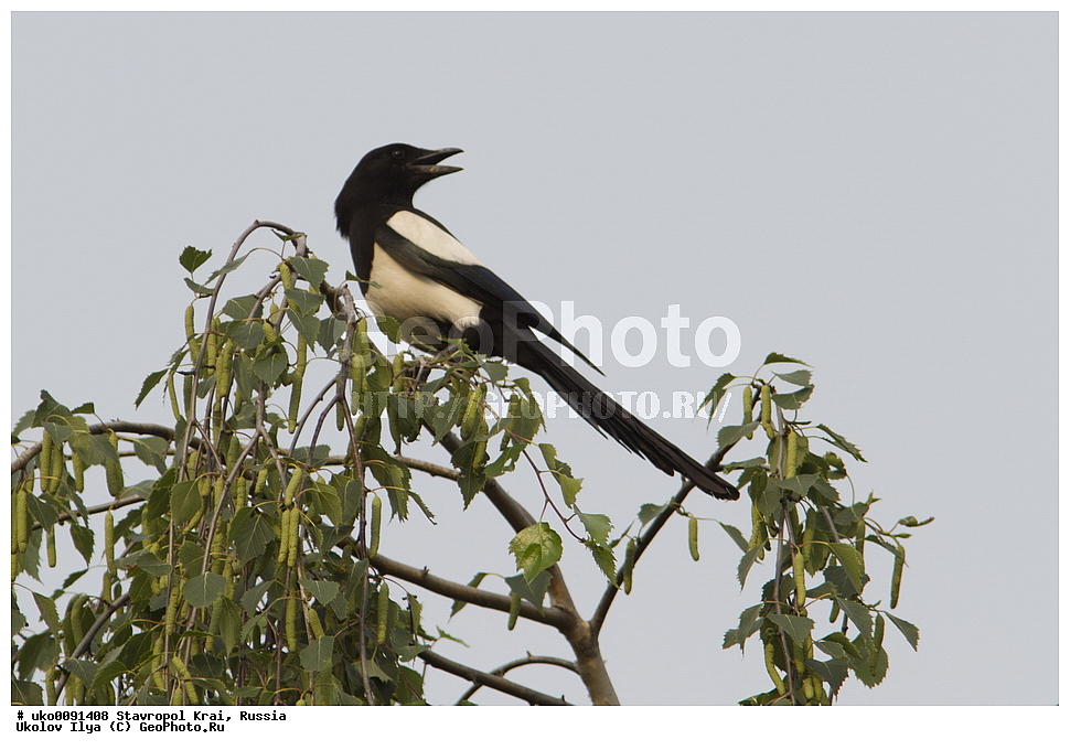 ����������, ���, ���������� ����������� ����, �����������, �������������� ����, ������, ��������, ��������, �����, �����, ��������, �����������, XYZ, ����������, Emberizidae, ������ �������, Emberiza cia
����������, ���, ���������� ����������� ����, �����������, �������������� ����, ������, ��������, ��������, �����, �����, ��������, �����������, XYZ, ��������, ���������, Corvidae, ������, Pica pica