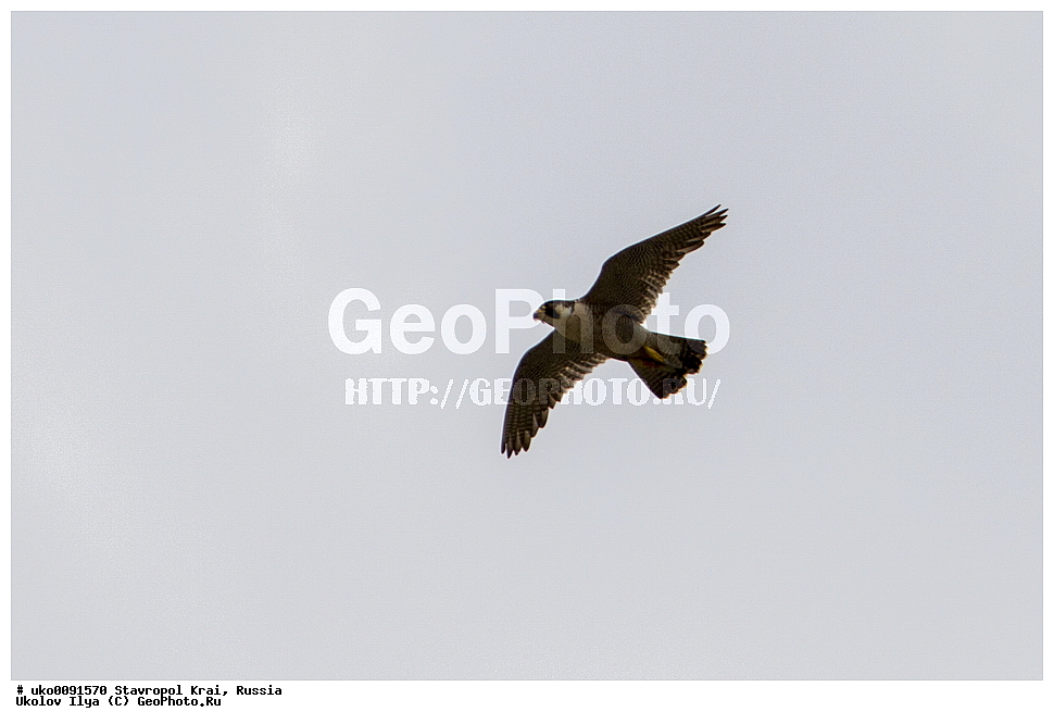 ����������, ���, ���������� ����������� ����, �����������, �������������� ����, ������, ��������, ��������, �����, �����, ��������, �����������, XYZ, ����������, Emberizidae, ������ �������, Emberiza cia
����������, ���, ���������� ����������� ����, �����������, �������������� ����, ������, ��������, ��������, �����, �����, ��������, �����������, ������ �����, ������ �����, XYZ, ���������, Falconidae, ������, Falco peregrinus