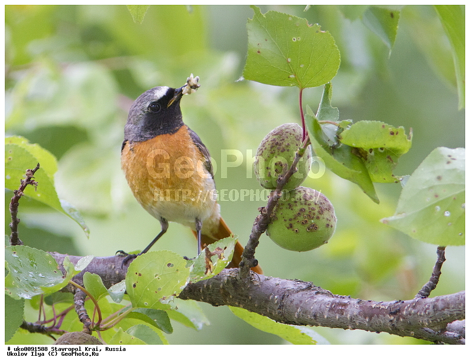 ����������, ���, ���������� ����������� ����, �����������, �������������� ����, ������, ��������, ��������, �����, �����, ��������, �����������, XYZ, ����������, Emberizidae, ������ �������, Emberiza cia
����������, ���, ���������� ����������� ����, �����������, �������������� ����, ������, ��������, ��������, �����, �����, ��������, �����������, XYZ, ������������, Muscicapidae, ������������ �����������, ������� �����������, �����������-�������, Phoenicurus phoenicurus