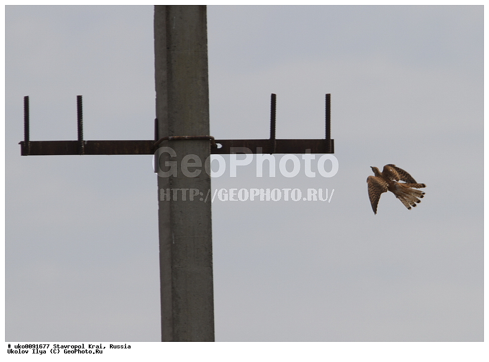 ����������, ���, ���������� ����������� ����, �����������, �������������� ����, ������, ��������, ��������, �����, �����, ��������, �����������, XYZ, ����������, Cuculidae, ������������ �������, Cuculus canorus