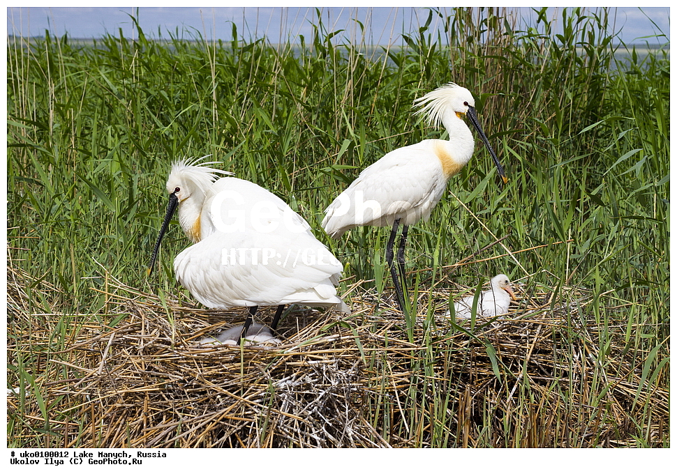 ����� �����,�����������, �������������� ����, ���������� ��������, ��������, ������, ��������, ��������, �����, �����, ��������, �����������, XYZ, ��������, Threskiornithidae, �������, ������������ �������, Platalea leucorodia