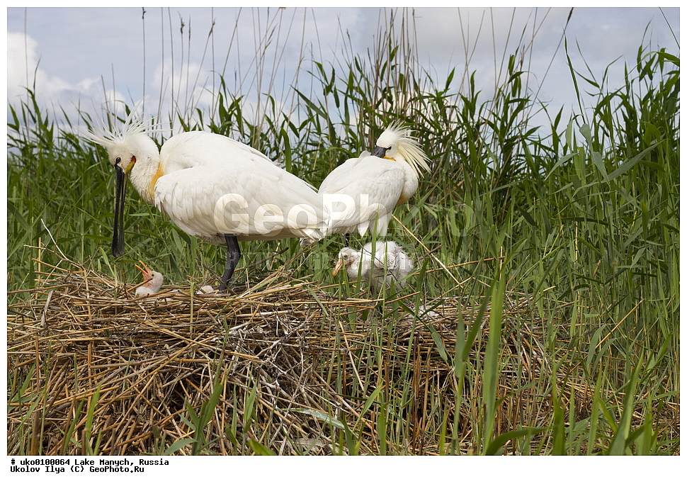 ����� �����,�����������, �������������� ����, ���������� ��������, ��������, ������, ��������, ��������, �����, �����, ��������, �����������, XYZ, ��������, Threskiornithidae, �������, ������������ �������, Platalea leucorodia