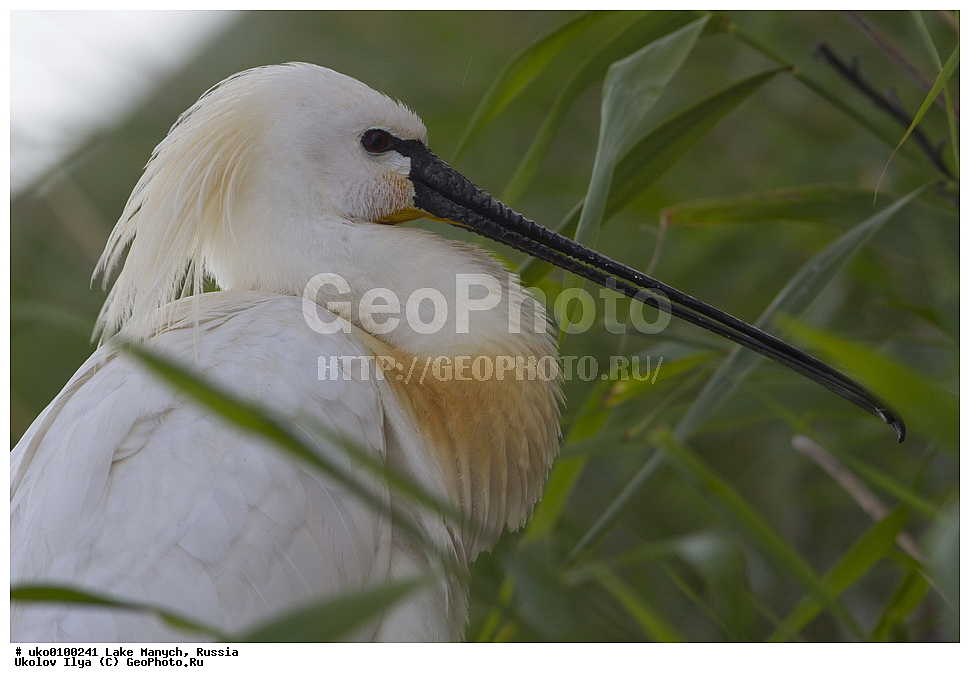 ����� �����,�����������, �������������� ����, ���������� ��������, ��������, ������, ��������, ��������, �����, �����, ��������, �����������, XYZ, ��������, Threskiornithidae, �������, ������������ �������, Platalea leucorodia