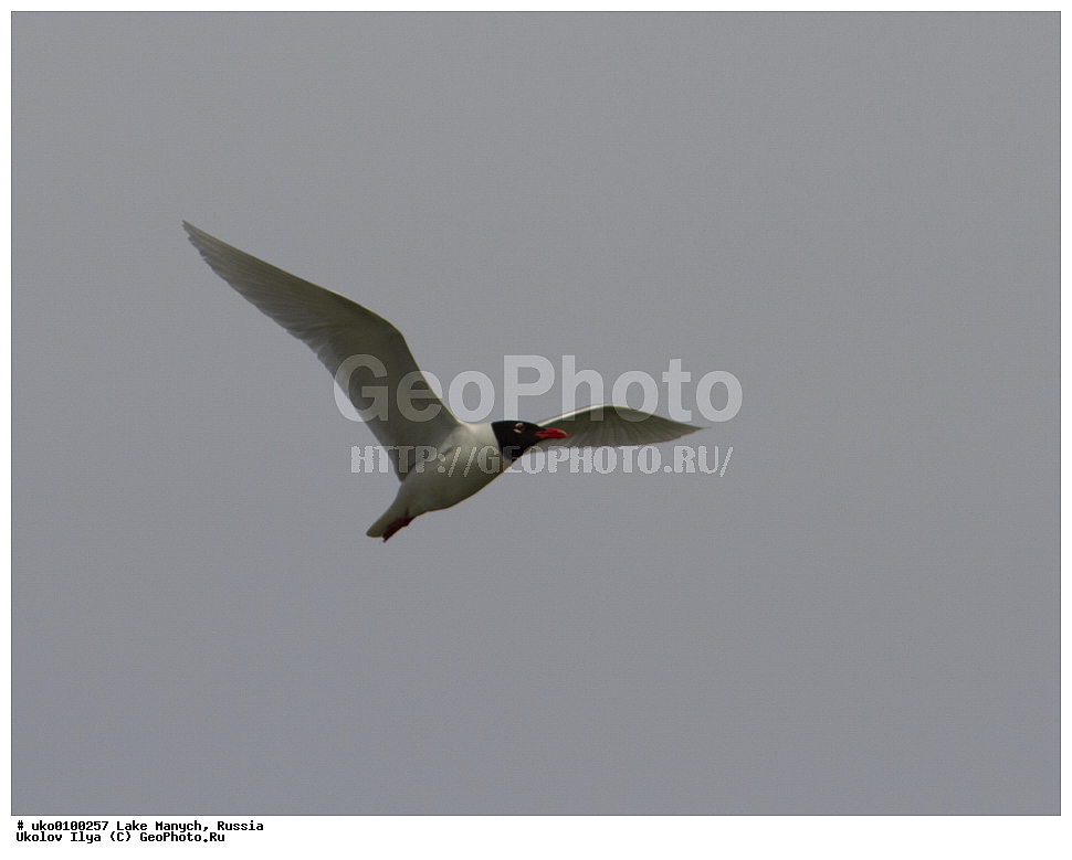 ����� �����,�����������, �������������� ����, ���������� ��������, ��������, ������, ��������, ��������, �����, �����, ��������, �����������, ������� �����, ������� �����, XYZ, ��������, Laridae, ������������ �����, Larus melanocephalus, Ichthyaetus melanocephalus