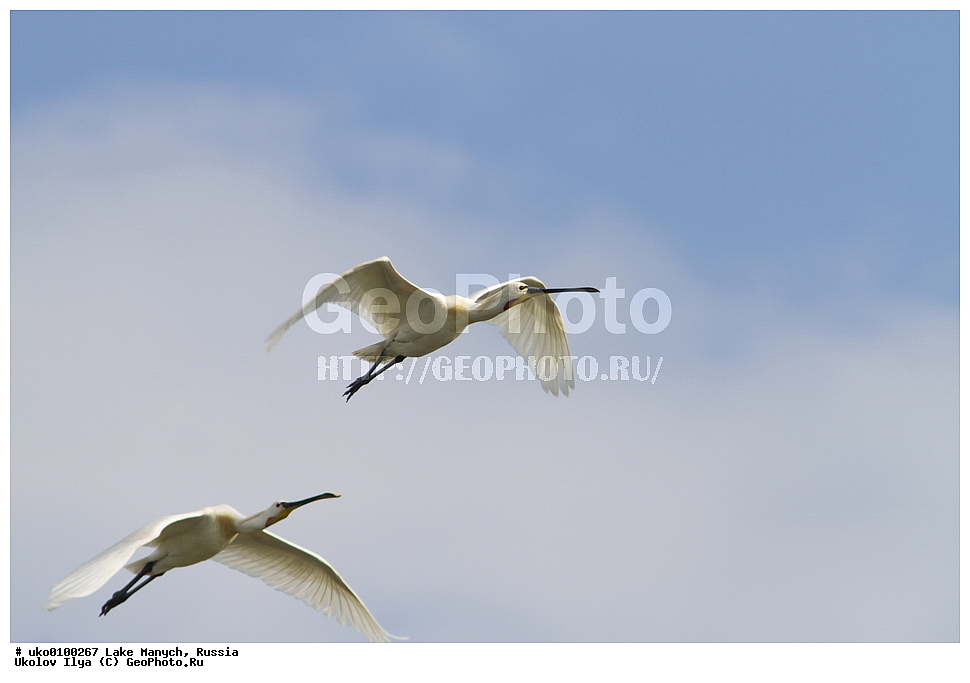 ����� �����,�����������, �������������� ����, ���������� ��������, ��������, ������, ��������, ��������, �����, �����, ��������, �����������, XYZ, ��������, Threskiornithidae, �������, ������������ �������, Platalea leucorodia