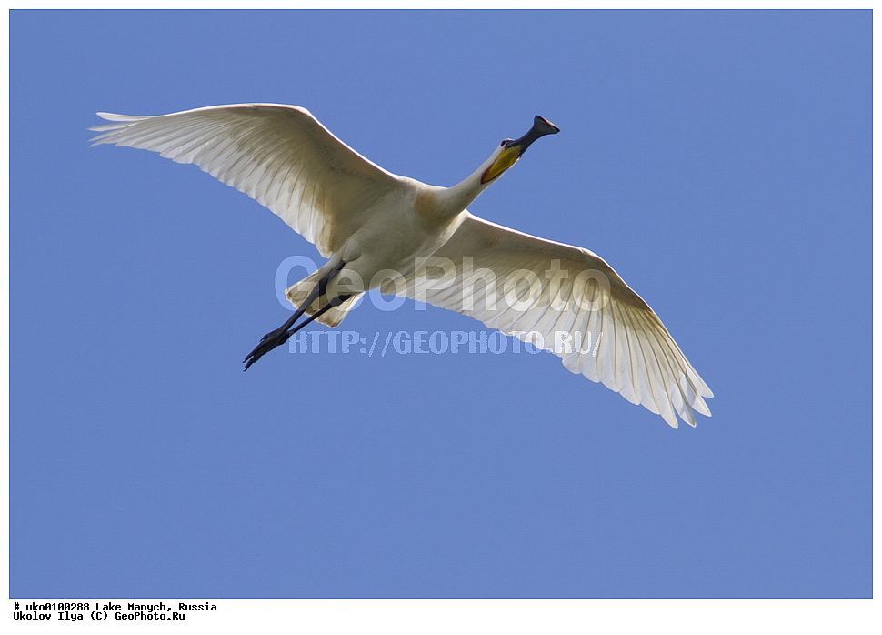 ����� �����,�����������, �������������� ����, ���������� ��������, ��������, ������, ��������, ��������, �����, �����, ��������, �����������, XYZ, ��������, Threskiornithidae, �������, ������������ �������, Platalea leucorodia