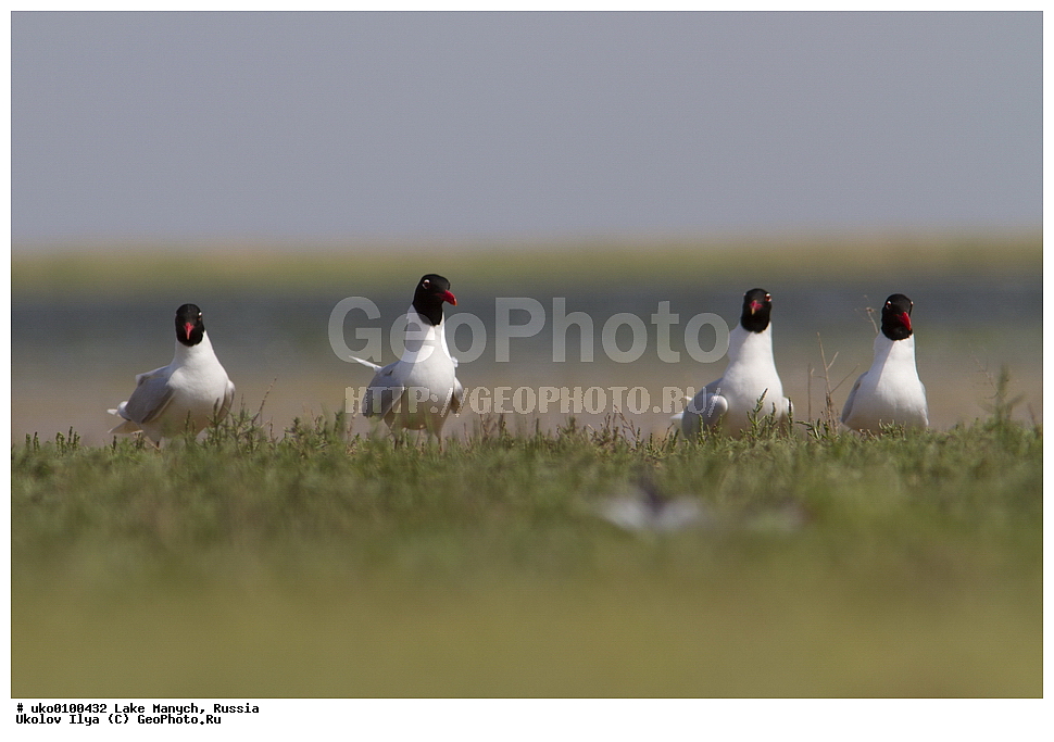 ����� �����,�����������, �������������� ����, ���������� ��������, ��������, ������, ��������, ��������, �����, �����, ��������, �����������, ������� �����, ������� �����, XYZ, ��������, Laridae, ������������ �����, Larus melanocephalus, Ichthyaetus melanocephalus