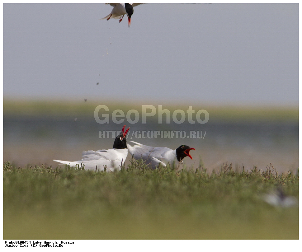 ����� �����,�����������, �������������� ����, ���������� ��������, ��������, ������, ��������, ��������, �����, �����, ��������, �����������, ������� �����, ������� �����, XYZ, ��������, Laridae, ������������ �����, Larus melanocephalus, Ichthyaetus melanocephalus