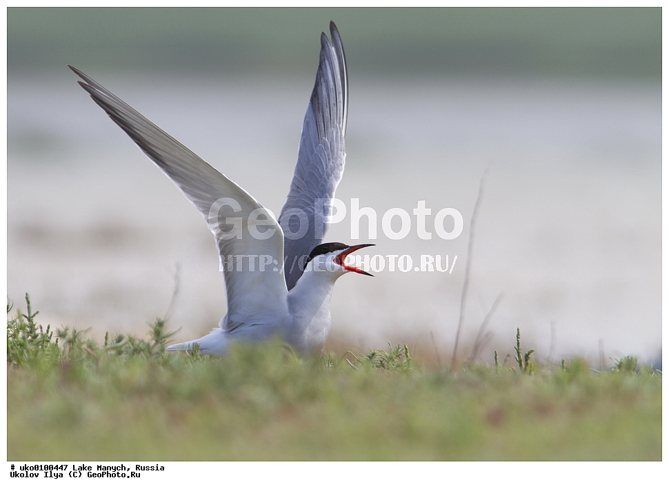 ����� �����,�����������, �������������� ����, ���������� ��������, ��������, ������, ��������, ��������, �����, �����, ��������, �����������, ������� �����, ������� �����, XYZ, ���������, Sternidae, ������ ������, ������������ ������, Sterna hirundo