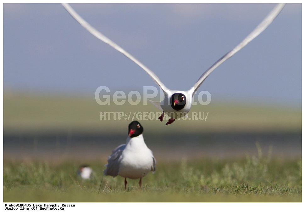 ����� �����,�����������, �������������� ����, ���������� ��������, ��������, ������, ��������, ��������, �����, �����, ��������, �����������, ������� �����, ������� �����, XYZ, ��������, Laridae, ������������ �����, Larus melanocephalus, Ichthyaetus melanocephalus