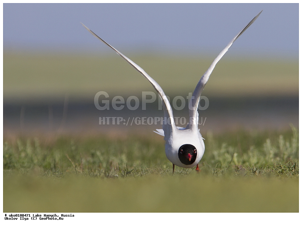 ����� �����,�����������, �������������� ����, ���������� ��������, ��������, ������, ��������, ��������, �����, �����, ��������, �����������, ������� �����, ������� �����, XYZ, ��������, Laridae, ������������ �����, Larus melanocephalus, Ichthyaetus melanocephalus