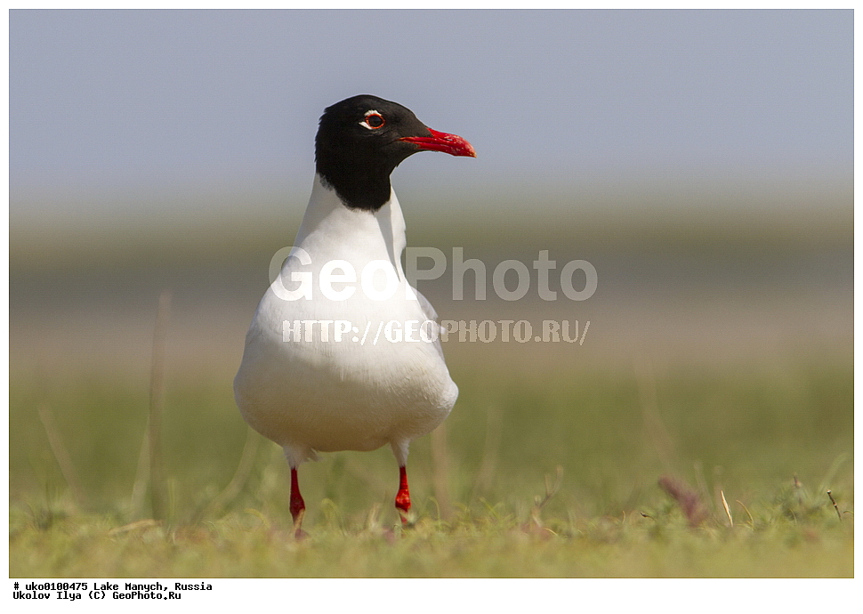 ����� �����,�����������, �������������� ����, ���������� ��������, ��������, ������, ��������, ��������, �����, �����, ��������, �����������, ������� �����, ������� �����, XYZ, ��������, Laridae, ������������ �����, Larus melanocephalus, Ichthyaetus melanocephalus