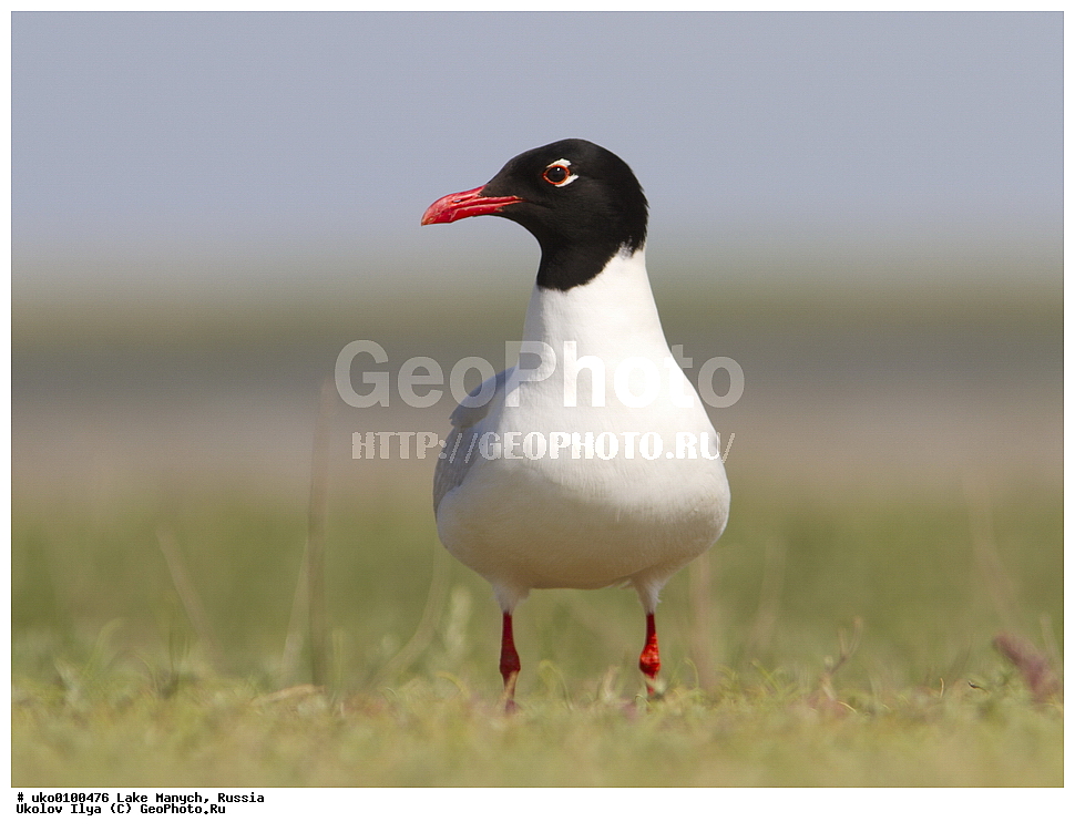 ����� �����,�����������, �������������� ����, ���������� ��������, ��������, ������, ��������, ��������, �����, �����, ��������, �����������, ������� �����, ������� �����, XYZ, ��������, Laridae, ������������ �����, Larus melanocephalus, Ichthyaetus melanocephalus