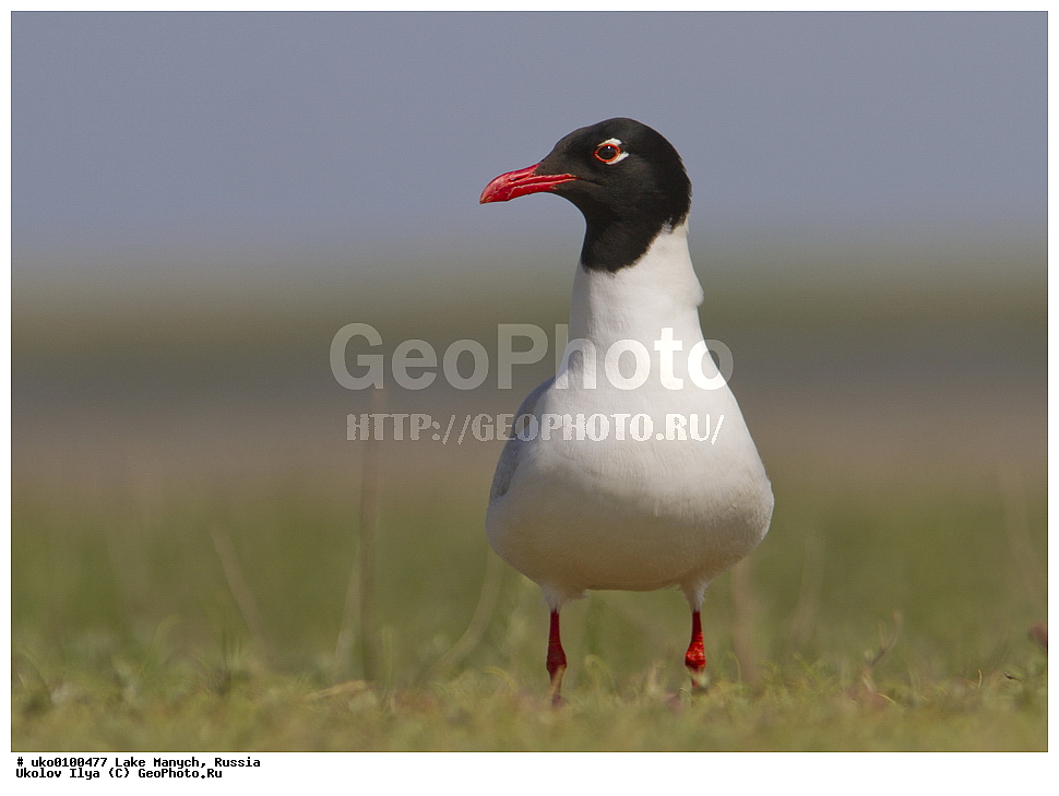 ����� �����,�����������, �������������� ����, ���������� ��������, ��������, ������, ��������, ��������, �����, �����, ��������, �����������, ������� �����, ������� �����, XYZ, ��������, Laridae, ������������ �����, Larus melanocephalus, Ichthyaetus melanocephalus