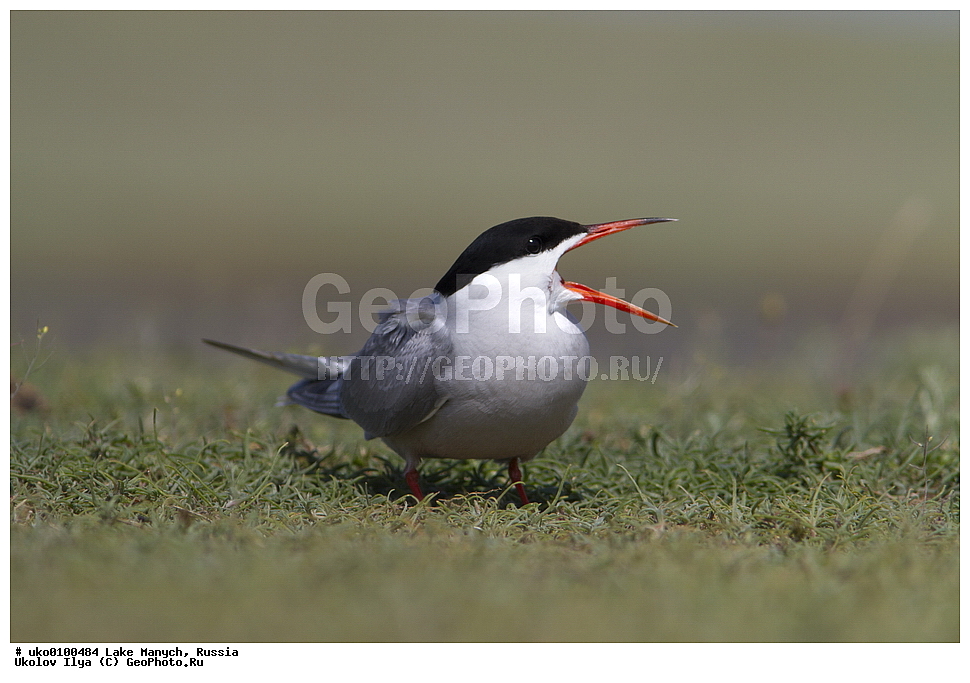 ����� �����,�����������, �������������� ����, ���������� ��������, ��������, ������, ��������, ��������, �����, �����, ��������, �����������, ������� �����, ������� �����, XYZ, ���������, Sternidae, ������ ������, ������������ ������, Sterna hirundo