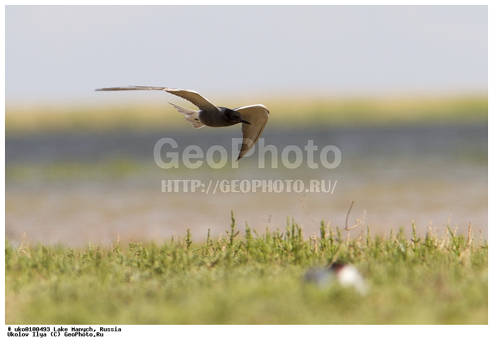 ����� �����,�����������, �������������� ����, ���������� ��������, ��������, ������, ��������, ��������, �����, �����, ��������, �����������, ������� �����, ������� �����, XYZ, ���������, Sternidae, ׸���� �������� ������, ������ �������� ������, Chlidonias niger, ׸���� ������, ������ ������