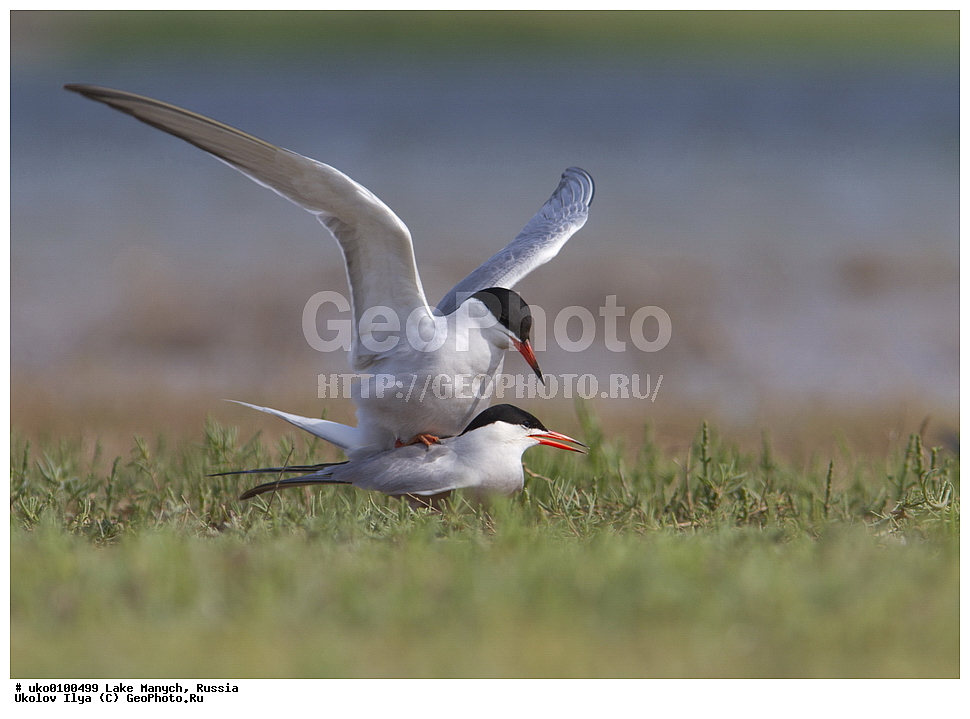 ����� �����,�����������, �������������� ����, ���������� ��������, ��������, ������, ��������, ��������, �����, �����, ��������, �����������, ������� �����, ������� �����, XYZ, ���������, Sternidae, ������ ������, ������������ ������, Sterna hirundo