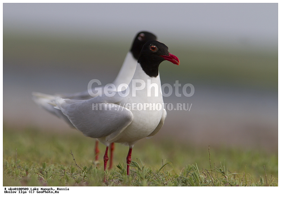 ����� �����,�����������, �������������� ����, ���������� ��������, ��������, ������, ��������, ��������, �����, �����, ��������, �����������, ������� �����, ������� �����, XYZ, ��������, Laridae, ������������ �����, Larus melanocephalus, Ichthyaetus melanocephalus