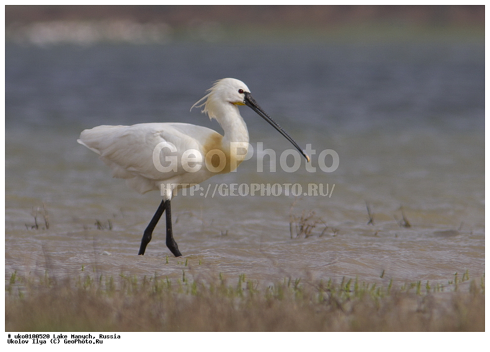 ����� �����,�����������, �������������� ����, ���������� ��������, ��������, ������, ��������, ��������, �����, �����, ��������, �����������, XYZ, ��������, Threskiornithidae, �������, ������������ �������, Platalea leucorodia