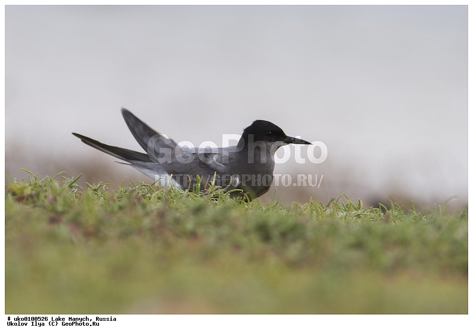 ����� �����,�����������, �������������� ����, ���������� ��������, ��������, ������, ��������, ��������, �����, �����, ��������, �����������, ������� �����, ������� �����, XYZ, ���������, Sternidae, ׸���� �������� ������, ������ �������� ������, Chlidonias niger, ׸���� ������, ������ ������